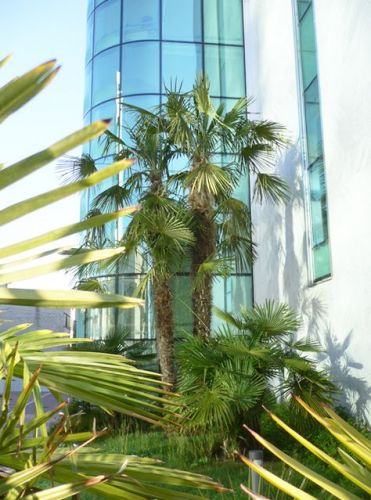 Archisio - Rizzi Giardini - Progetto Verde per uffici