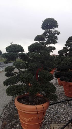 Archisio - Verdein Ss - Progetto Macro bonsai da giardino