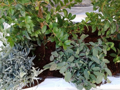 Archisio - Anna Claudia Bufo - Progetto Piante