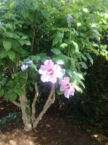 Archisio - Anna Claudia Bufo - Progetto Progetto giardino