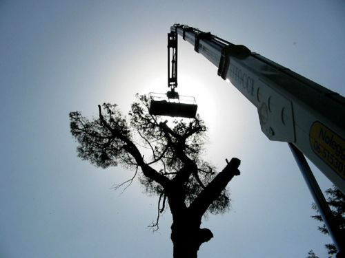 Archisio - Lo Studio Botanico - Progetto Valutazione integrata degli alberi