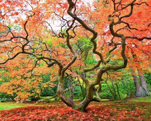 Archisio - Artenatura Vivai Saas - Progetto Piante da esterno