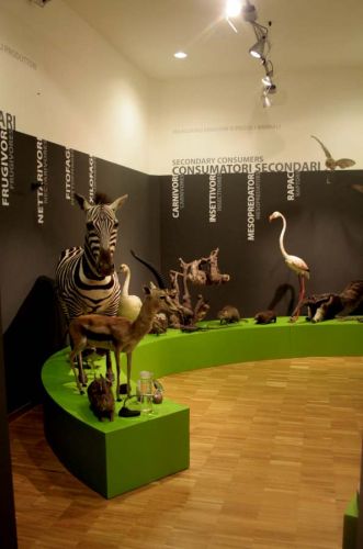 Archisio - Leolab - Progetto Museo di storia naturale
