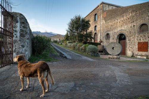 Archisio - Blank - Progetto Cantine graci