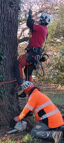 Archisio - Asa Giardini - Progetto Potatura cedro