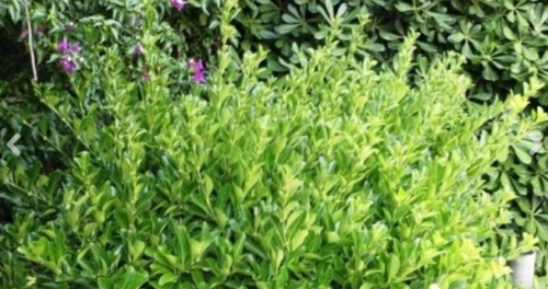 Archisio - Lavoro di Pulisistem - La nostra azienda in attivit nella citt e nella provincia di bari nel 1984 con il desiderio di non offrire alla propria clientela il solo servizio di pulizia ma di ampliare continuamente la p