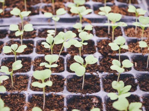 Archisio - Lavoro di Tecnogreen - Lazienda tecnogreen snc offre unampia selezione di prodotti e servizi nellambito della cura del verde ed agricolo Tecnogreen si occupa anche di impianti di irrigazione manutenzione del verdee