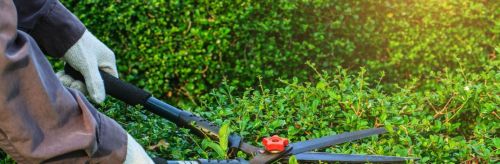 Archisio - Lavoro di Laandcr Giardinaggio - Laandcr giardinaggio specializzata da oltre dieci anni nella manutenzione di giardini e aree verdi e nelloffrire servizi di disinfestazione e derattizzazioneLaandcr giardinaggio lazienda