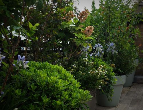 Archisio - Progetto di Davide Manfredotti - Lagapanto Studio Di Progettazione Del Giardino - Progettiamo e costruiamo giardini e verde pensile