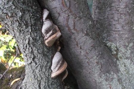 Archisio - Lavoro di Dottore Agronomo Andrea Bucci - Anilisi visuale della stabilit degli alberi vta visual tree assessment pratiche di abbattimento e sostituzionee lotta contro i parassiti