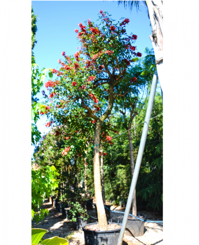 Archisio - Lavoro di Vivai Cantatore - Vivai cantatore 60000 metri quadrati di passioneLe origini di vivai cantatoreIn origine erano quasi 4000 metri quadri gran bella superficie si direbbe per iniziareTuttavia ancora trop