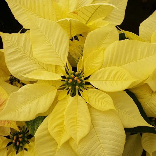 Archisio - Lavoro di Massarroni - Vivai Piante - Garden - Massarroni vivai unazienda vivaistica di lunga tradizione nel settore fondata nel 1954 diventata nel tempo un punto di riferimento importante per la produzione e vendita di fiori e piante