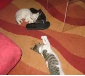 Archisio - Lavoro di Pittore Edile - Pittore edile