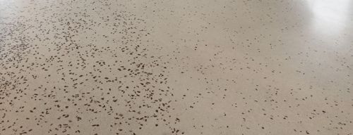 Archisio - Showroom di Nexus srl - La nexus con la sua vasta esperienza nelle pavimentazioni speciali continue e nei procedi-menti innovativi per la loro esecuzione realizza superfici continue in opera a misura dello spazio da ricopr