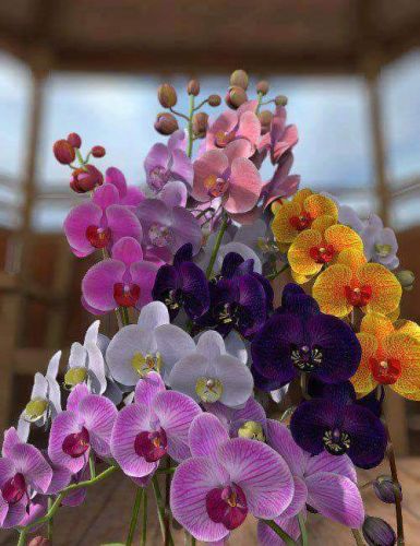 Archisio - Progetto di Giusy Galbiati - Giusy galbiati opera come home stager per quotate agenzie immobiliari in liguria sp toscana ms ed umbria pg E socia di apshi - associazioni professionisti home stager italia E tit