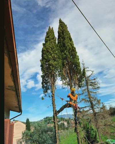 Archisio - Lavoro di Asa Giardini - Abbattimento e potatura alberi