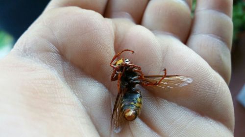 Archisio - Lavoro di Cotugno Eugenio Emanuel - Disinfestami subito disinfestazione derattizzazione e deblattizzazione