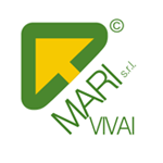 Archisio - Impresa Vivai Mari - Manutenzione Verde - Roma RM