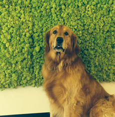 Archisio - Rivenditore Benetti Home srl - Decorazioni per la Casa - Casalbeltrame NO