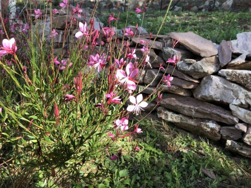 Archisio - Progettista Davide Manfredotti - Lagapanto Studio Di Progettazione Del Giardino - Progettazione giardini - Milano MI