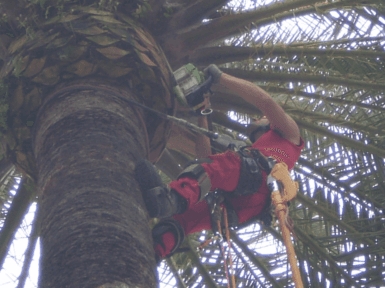 Archisio - Impresa Vertical Green - Manutenzione Verde - Bargagli GE