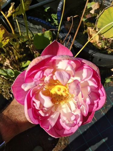 Archisio - Impresa Water Nursery Azienda Agricola - Manutenzione Verde - Latina LT