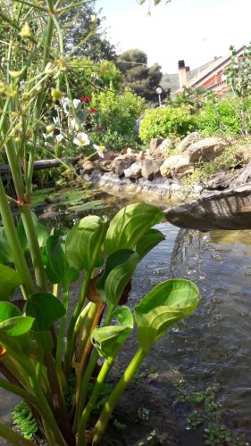 Archisio - Ester Dagostino - Progetto Progetto laghetto