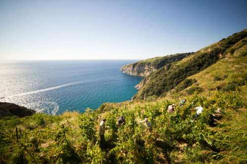 Archisio - Antonio Mazzella - Progetto Azienda vinicola