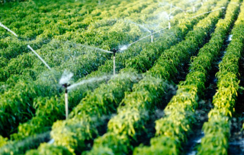 Archisio - Tecnogreen - Progetto Impianti di irrigazione