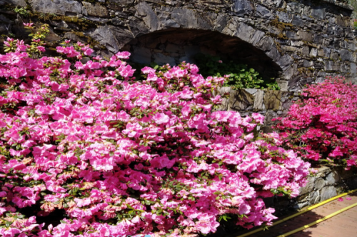 Archisio - Blugarden Di Martinelli Gianluca Traverso Marco Snc - Progetto Ingegneria naturalistica