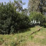 Archisio - Mageris srl - Progetto Pulizie giardini via casilina