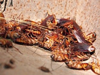 Archisio - Mustop - Progetto Deblattizzazione