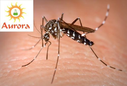 Archisio - Aurora Disinfestazioni - Progetto Disinfestazione insetti