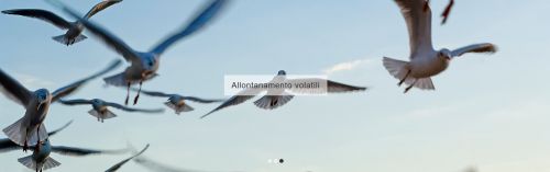 Archisio - Na Services - Progetto Allontanamento volatili