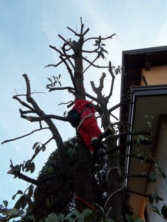 Archisio - Dottore Agronomo Andrea Bucci - Progetto Dai forma al tuo verde potature e sostituzioni