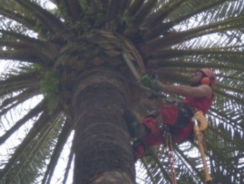 Archisio - Vertical Green - Progetto Potatura palme