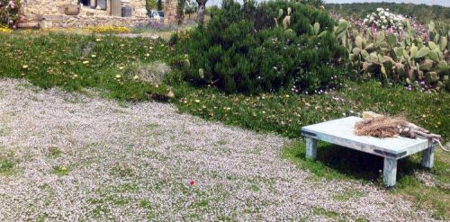 Archisio - Vivaio 983 Piante Mediterranee - Progetto La lippia nodiflora