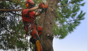 Archisio - Verde Acqua - Progetto Potatura e abbattimento alberi