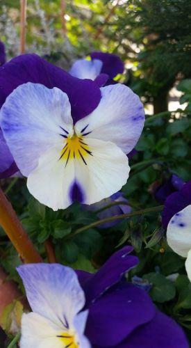 Archisio - Massarroni - Vivai Piante - Garden - Progetto Vivai e piante