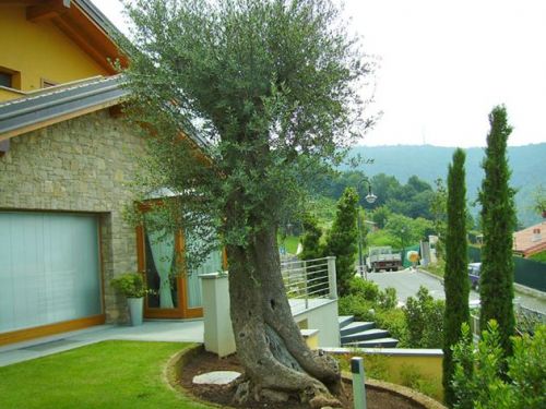 Archisio - Rizzi Giardini - Progetto Giardino con olivo secolare