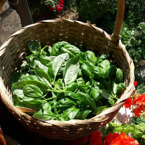 Archisio - I Campi Di Lino - Progetto I campi di lino