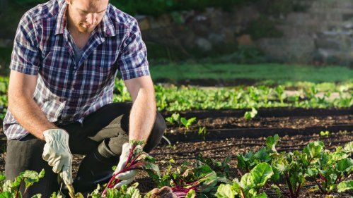 Archisio - Il Cambiamento - Progetto Altro che su marte i giovani italiani tornano alla terra