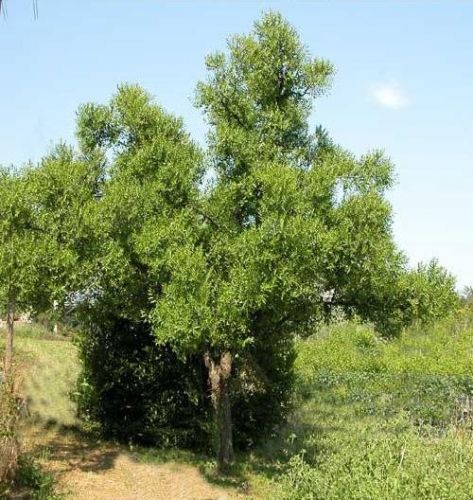 Archisio - Stefano Siboni - Progetto Giardinaggio