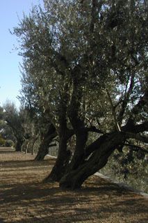 Archisio - Studio Di Agronomia E Architettura Del Paesaggio - Progetto Giardino privato