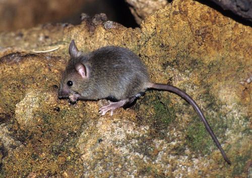 Archisio - Disinfestazioni Pest Company Di Luca Lorenzon - Progetto Derattizzazione disinfestazione topi ratti