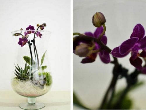 Archisio - Lavoro di Floricoltura Auricchio - La floricoltura auricchio di terlizzi nasce dalla grande passione del padre michele auricchio e del figlio pasquale nel comunicare ogni evento con la naturale bellezza dei fiori e delle piante Il viv