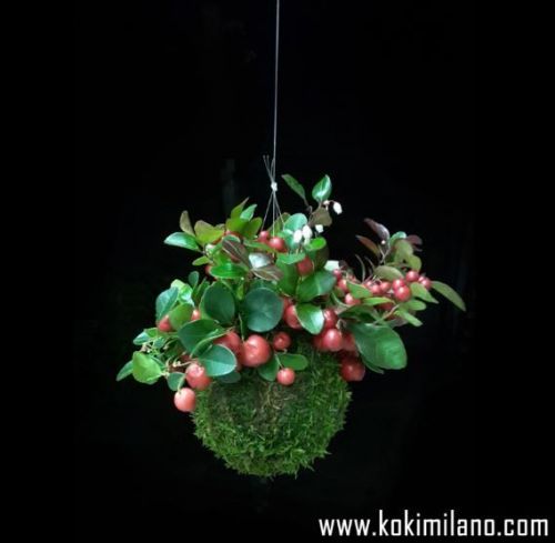 Archisio - Progetto di Koki - Ci occupiamo di piccoli bonsai della tradizione orientale i kokedama i bonsai dei poveri Coloro che non potevano permettersi un vaso e che quindi eano soliti creare una palla ricoperta di muschio e