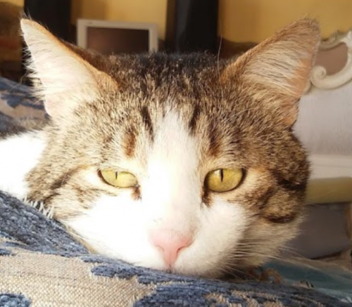 Archisio - Impresa Marco Arreda - Tappezziere - Altopascio LU